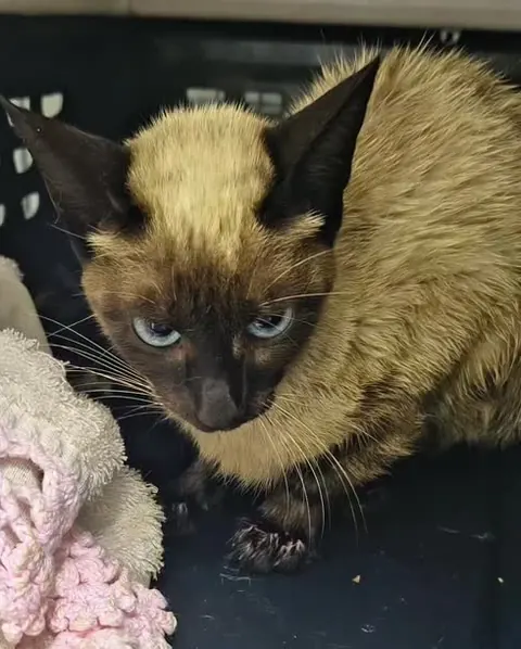 Gato de pelagem siamesa, paciente atendido na clínica.